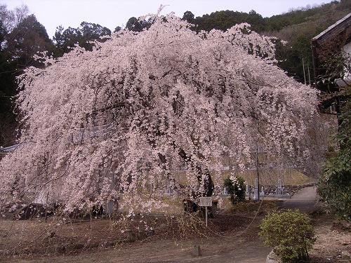 2014-04-12(Sat) の画像