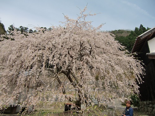 2016-04-09 (sat) の画像